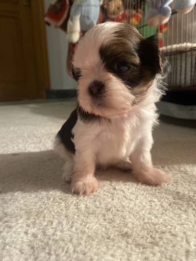 Long coat imported breed