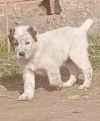 king Alabai dog male age 2 month for sale