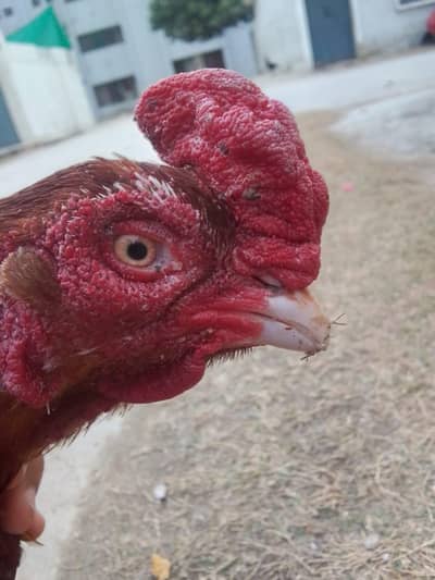 aseel murgha for sale