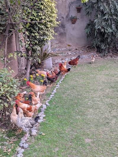 Golden misri |murgian | Desi |home raised | 03409062402