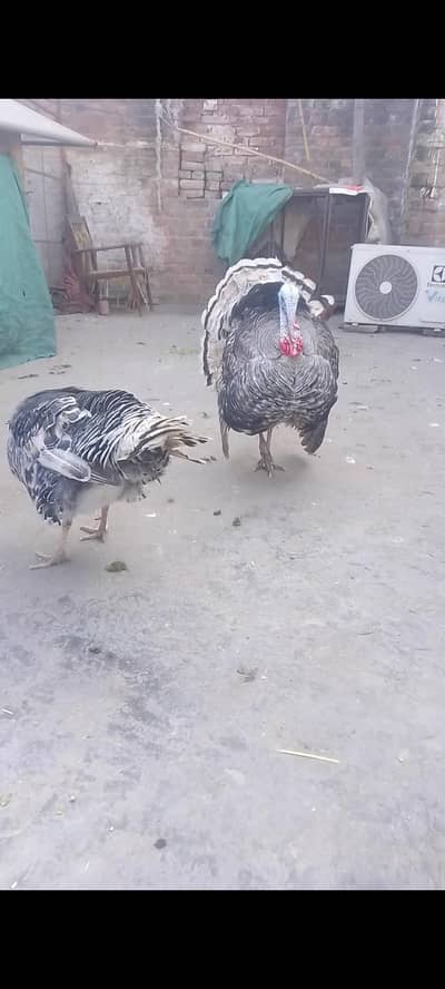 Turkey breeder pair
