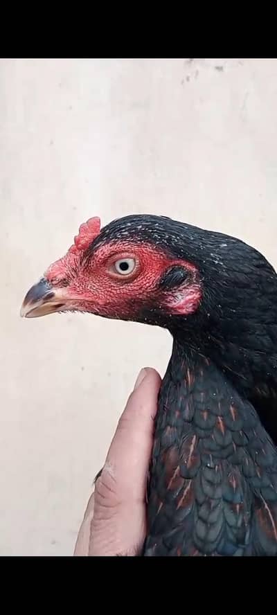 Aseel Pair . Murgha . . Murghi  Tokra Cage