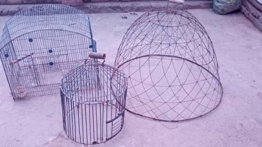 Aseel Pair . Murgha . . Murghi  Tokra Cage