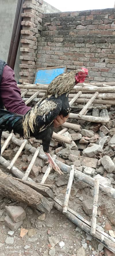 ASEEL AND ASEEL CROSS MALE MURGA