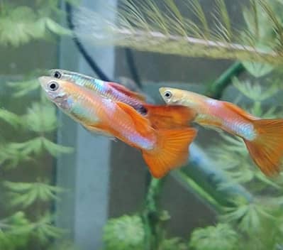 reasonable price exotic guppies