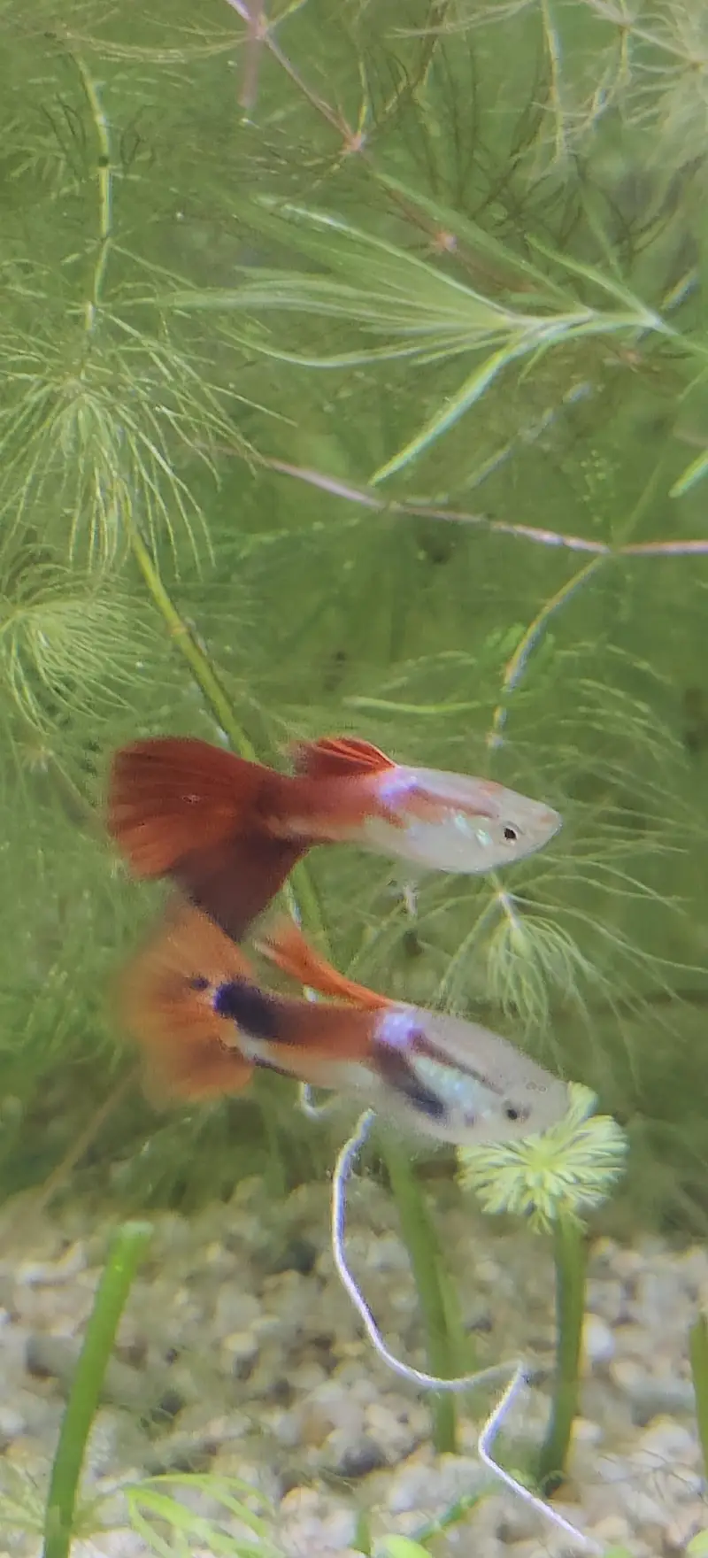 reasonable price exotic guppies — photo 3