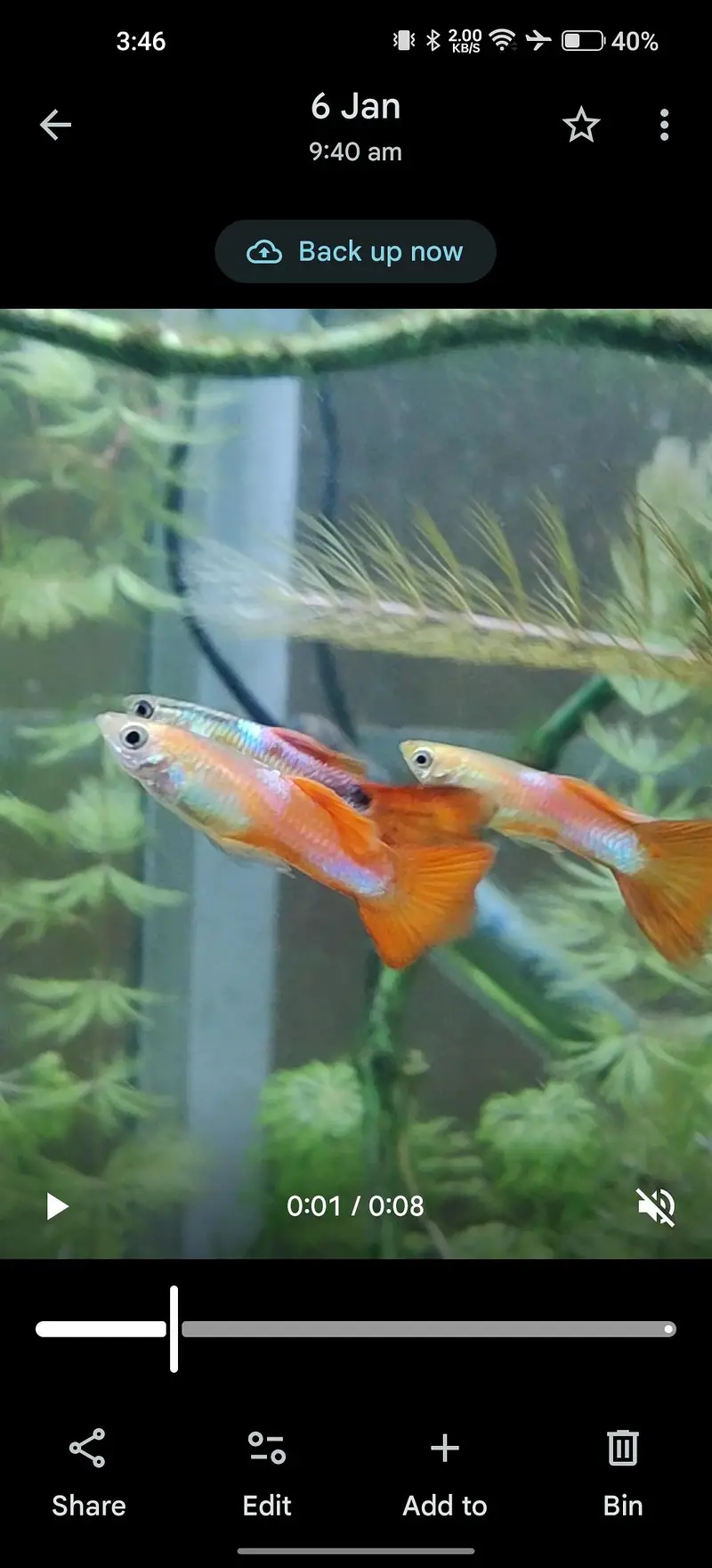 reasonable price exotic guppies — photo 4