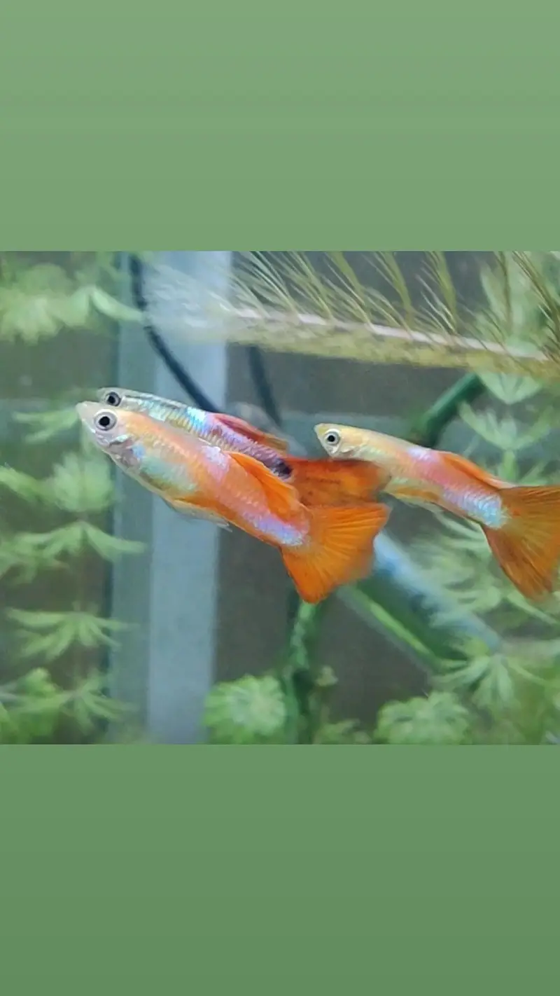 reasonable price exotic guppies — photo 5