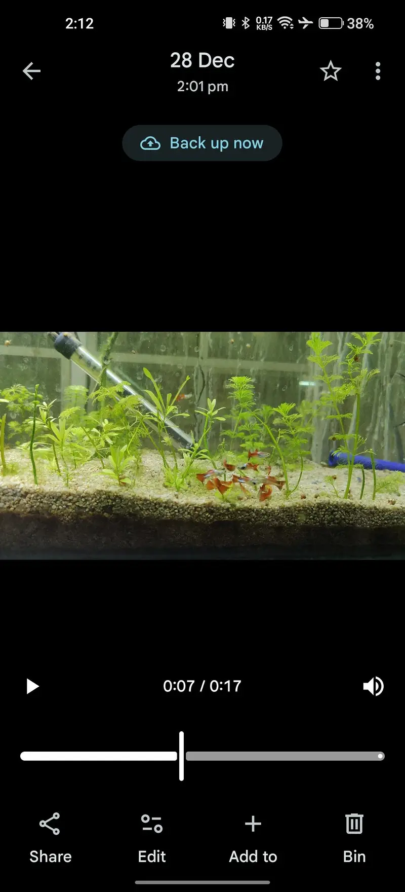 reasonable price exotic guppies — photo 6