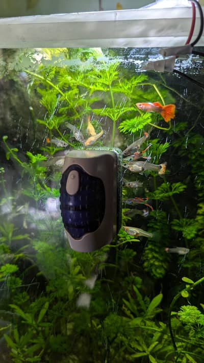 reasonable price exotic guppies