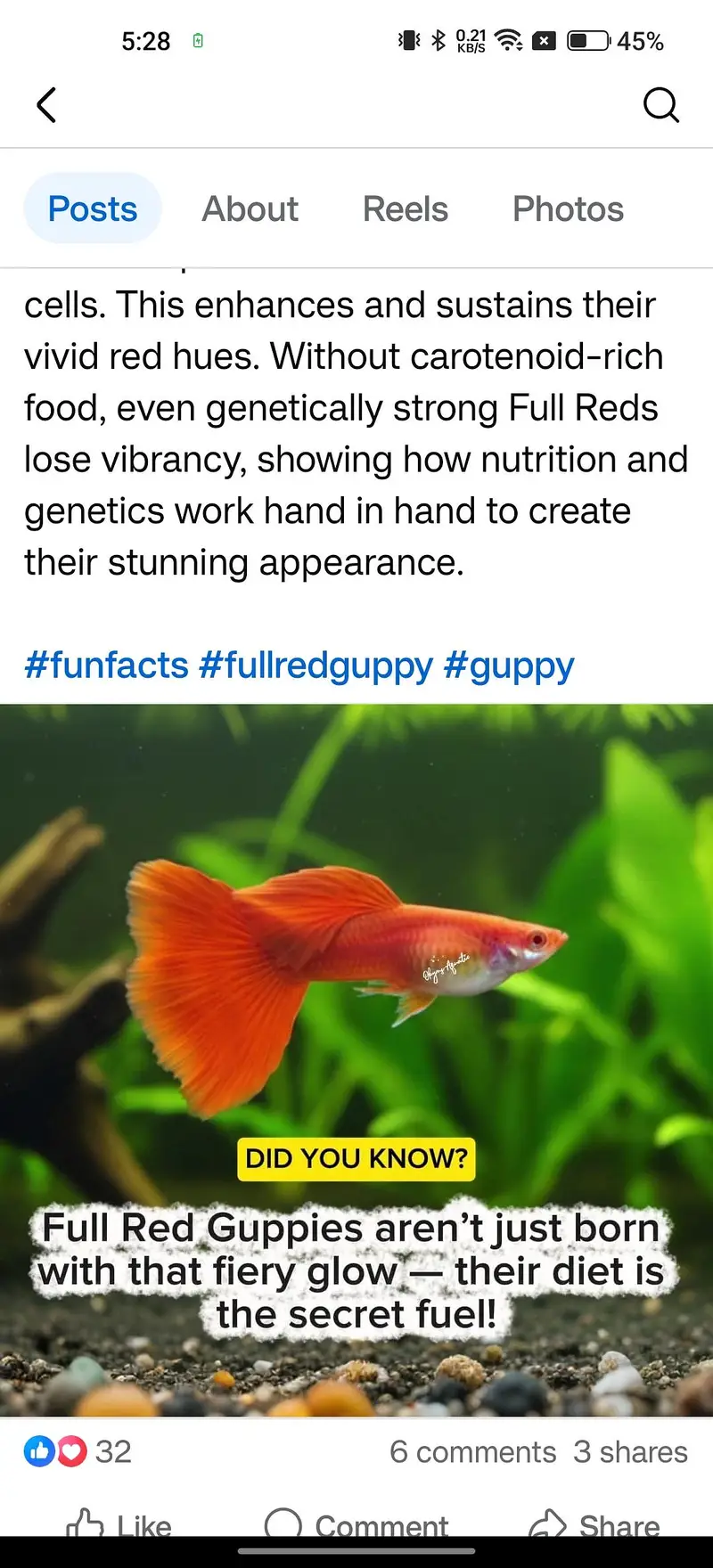 reasonable price exotic guppies — photo 8