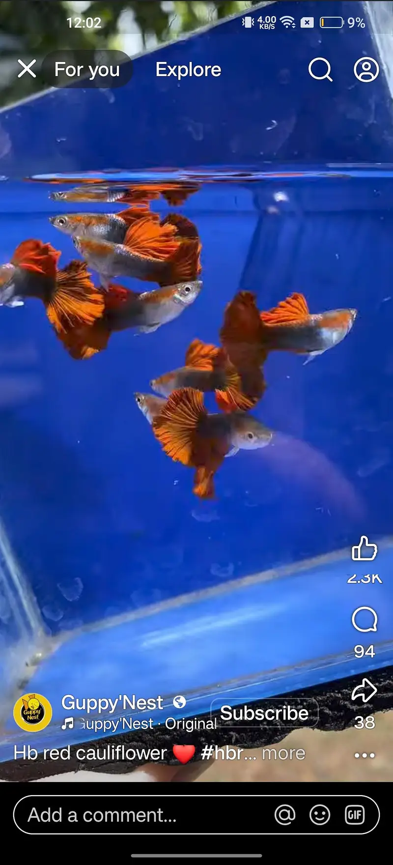 reasonable price exotic guppies — photo 9