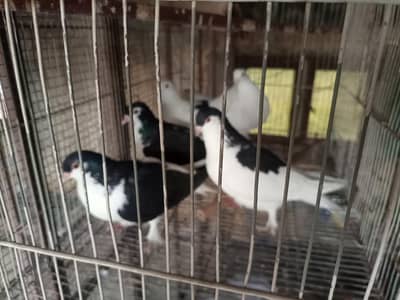 sherazi pairs for sale