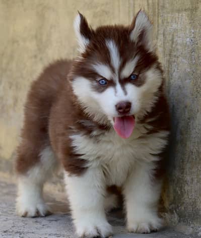 Alaskan Husky Brown White Male Female Puppy Eextreme Quality For Sale