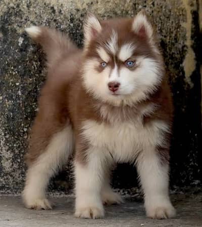 Alaskan Husky Brown White Male Female Puppy Eextreme Quality For Sale
