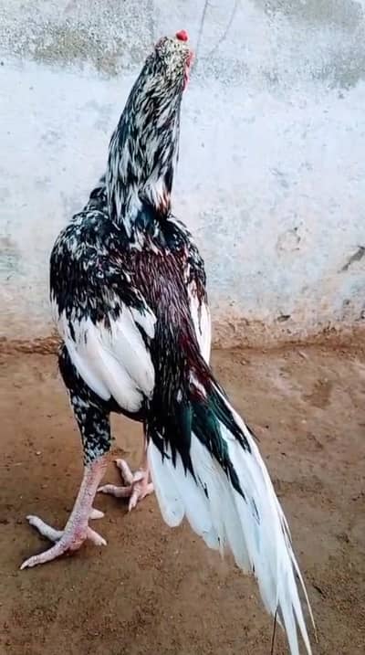 Aseel Mianwali / Mushka Lasai / Aseel /  Eggs lying hens for sale