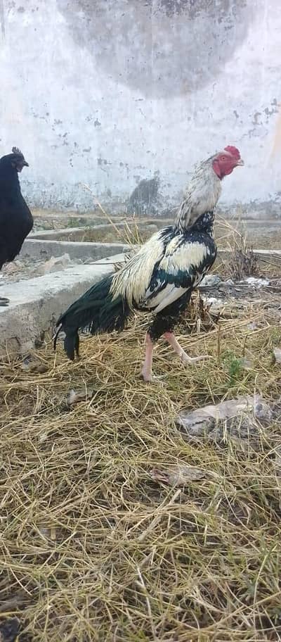 Sawa Jawa Aseel  Pure Aseel