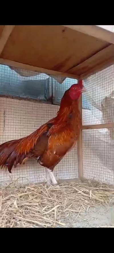 pure mianwale best quality