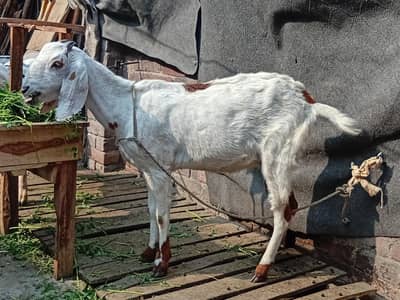 mashallah khubsurat desi goat
