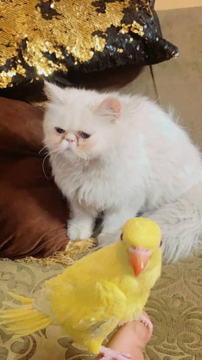 male cat persion triple coated