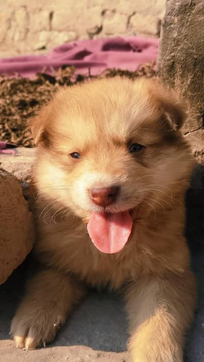 Pomeranian (German Spitz – Dwarf type