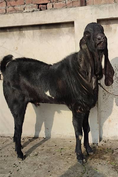 خوبصورت امرتسری بریڈڑ