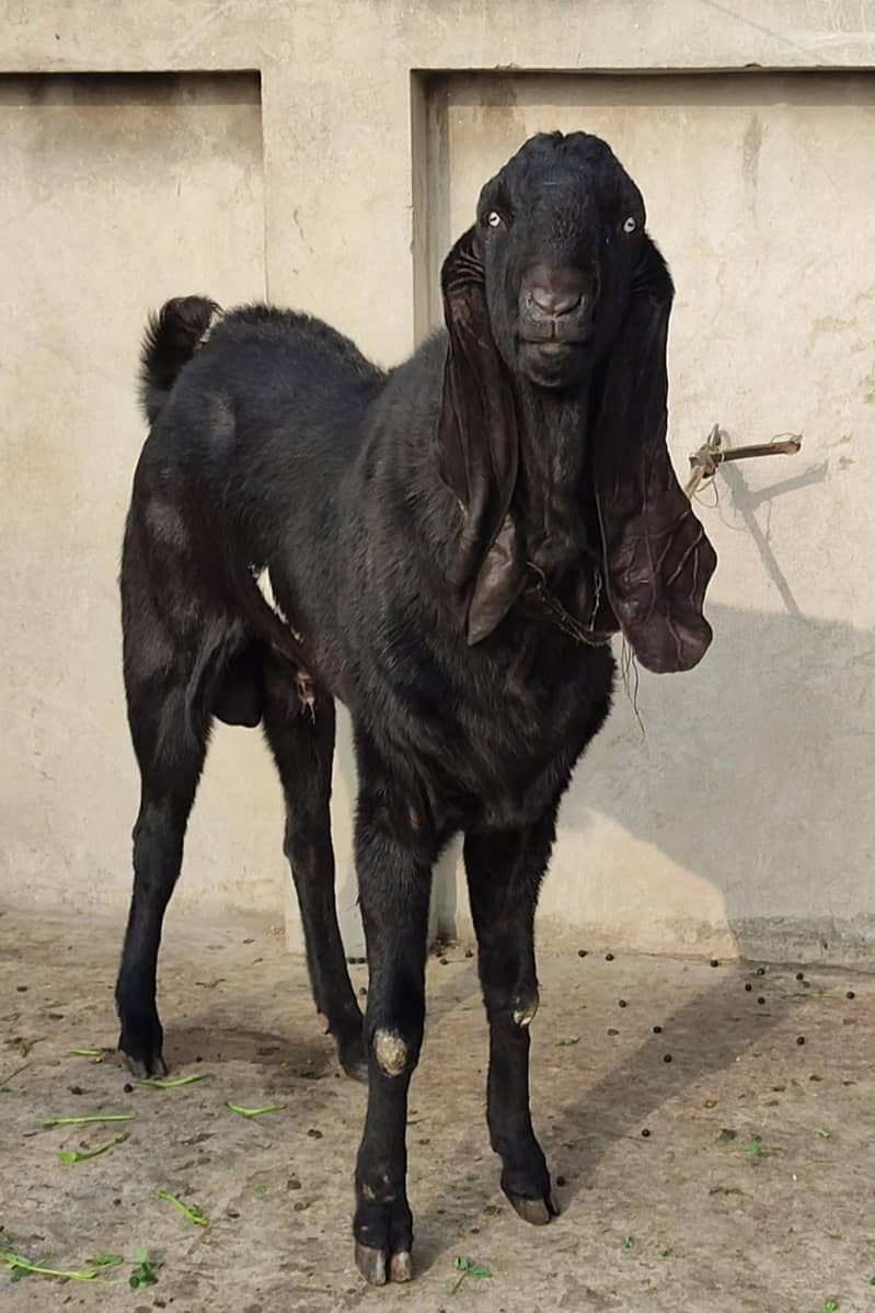 خوبصورت امرتسری بریڈڑ 1