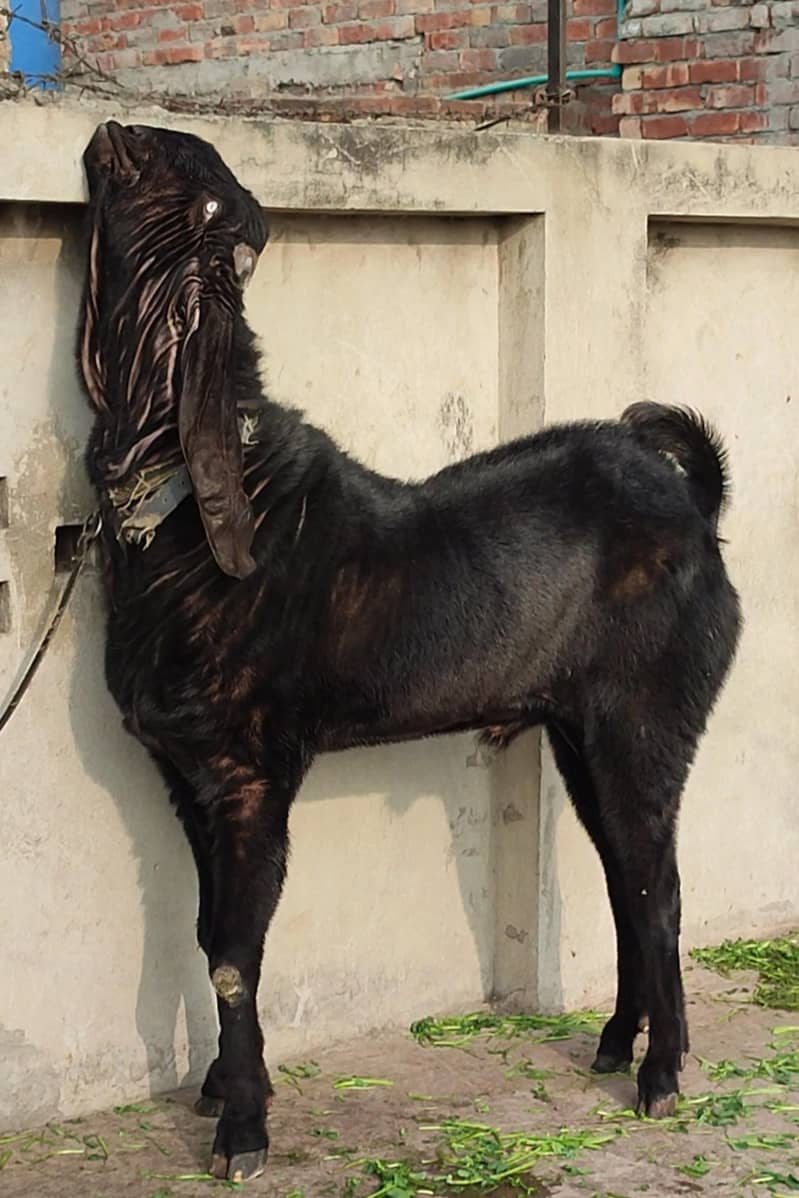 خوبصورت امرتسری بریڈڑ 2