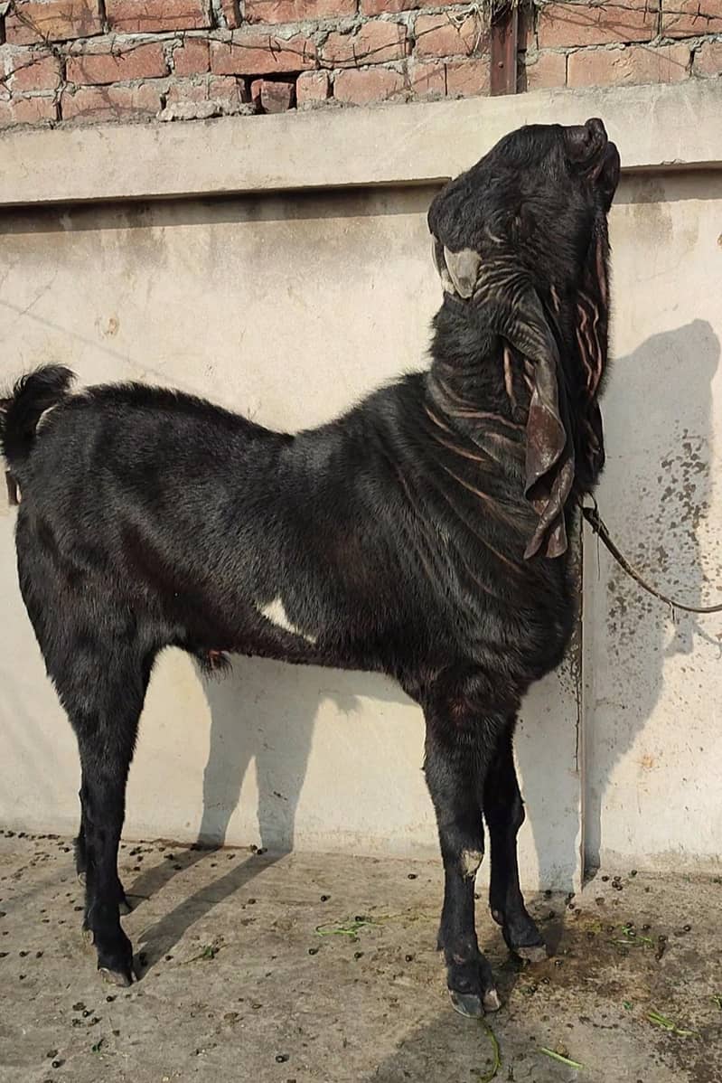 خوبصورت امرتسری بریڈڑ 3