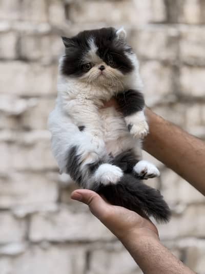 Peki Face Kitens scotish fold cats