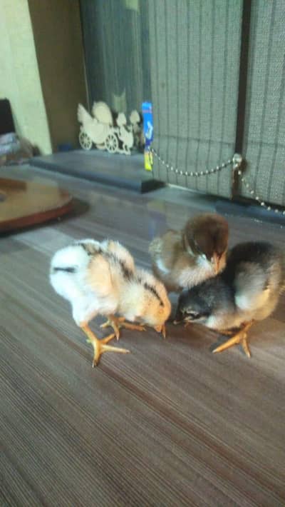 Aseel Thai chicks