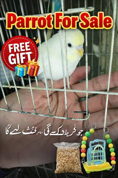 5 Healthy Parrot For sale With cage