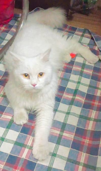 Persian male cat adult