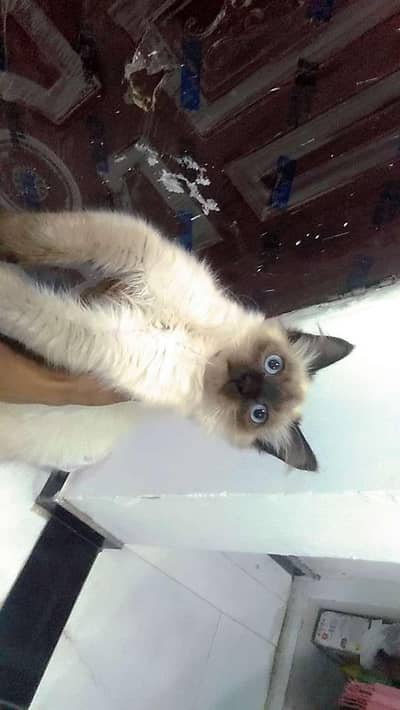 Himalayan Male kitten