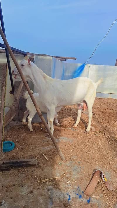 Gulabi teddy bakri or bacha for sale