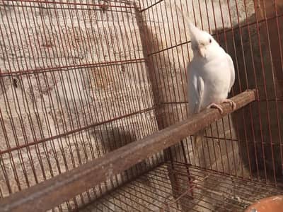 breeder male with history