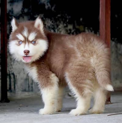 Siberian Husky Copper White Puppy Male Female Extreme Quality For Sale
