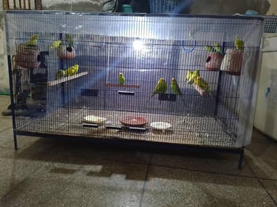 Pinjra and Parrots