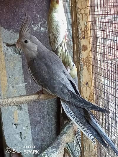 coman grey male
