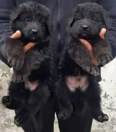 German Shepherd pair for sale dead women