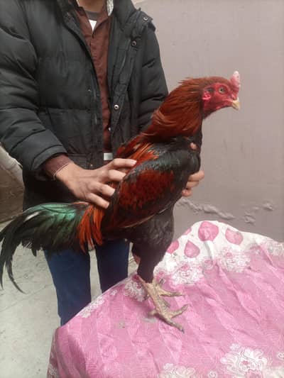 pure black dragon/shamo/burmi eggs and chicks for sale