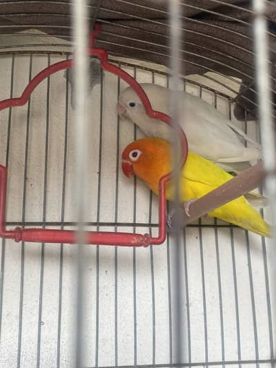 Lotino male albino female