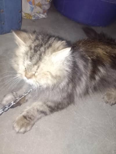 punch face female 1 baby