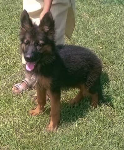German shepherd mail 2 mahnt for sale active an healthe