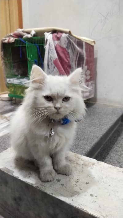 white Persian cat