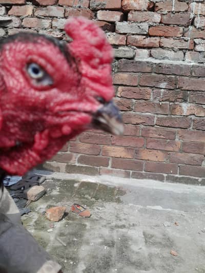 thai aseel / Pkoya thai / Vitname thai