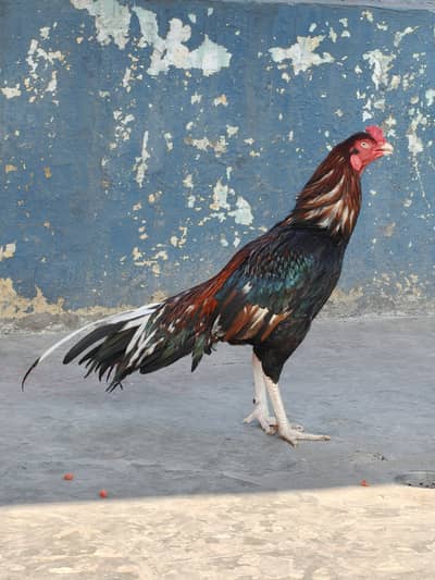 Lasani Lal Aseel Double Cote Male Peeli Aseel Female Top Quality Pair