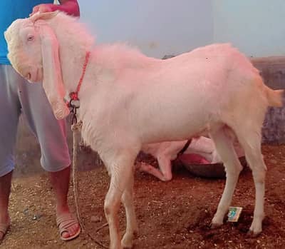 RajanPuri Breeder Male fresh 4 daant