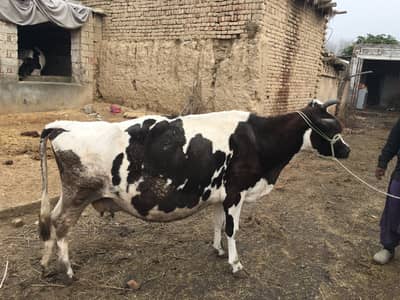 Jersy cow in Charsadda