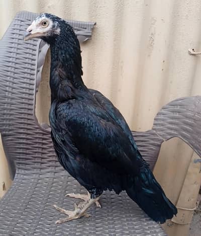 High Quality Mushki blood Pathi